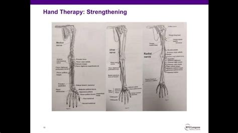 Physical Therapy For Compressive Neuropathies Of The Upper Extremity