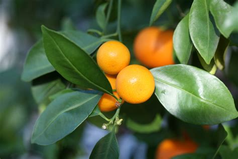 Citrus Trees Orange Lemon Lime Plant Profile The English Garden