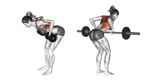 Barbell Row Vs Dumbbell Row Differences Explained Inspire US