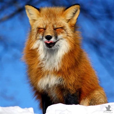 jon wedge captured  amazing images  foxes