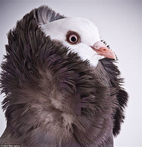 Stunning Images Put Pigeons In The Place Of Fashion Models Beautiful