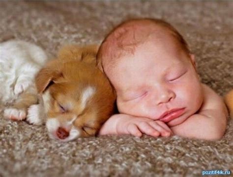 Cute Pictures Of Puppies And Babies Being Super Cute Snappy Pixels