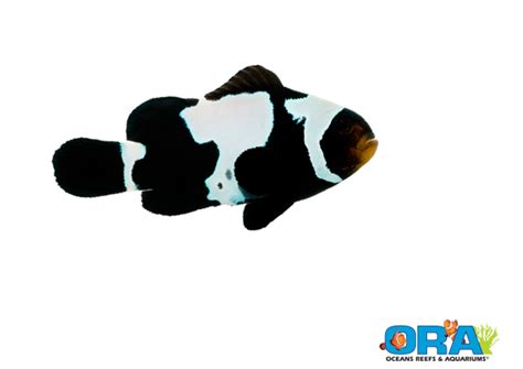 Oras New Black Snowflake Clownfish Aquanerd
