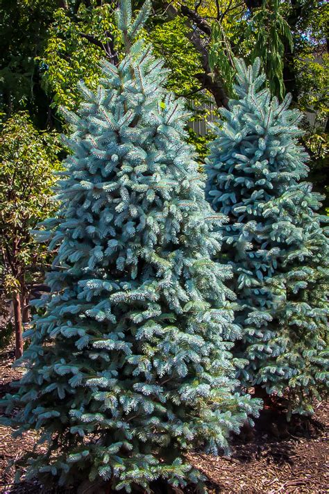 Baby Blue Eyes Spruce Trees For Sale Online The Tree Center