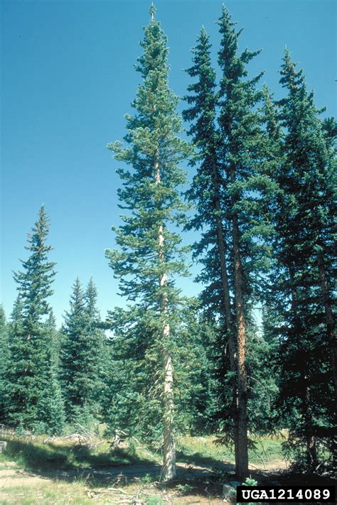 corkbark fir, Abies lasiocarpa var. arizonica (Pinales: Pinaceae) - 1214089