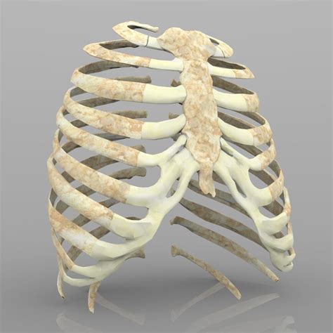 Rib Cage With Texture 3d Model Cgtrader