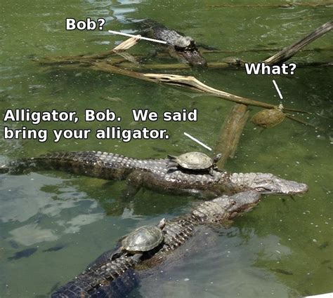 Alligator Bob Funny