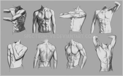 Anatomical Study Torso Art Reference Male Torso Anatomy Body