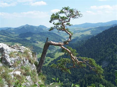 Banco De Imagens Panorama árvore Região Selvagem Montanha Plantar