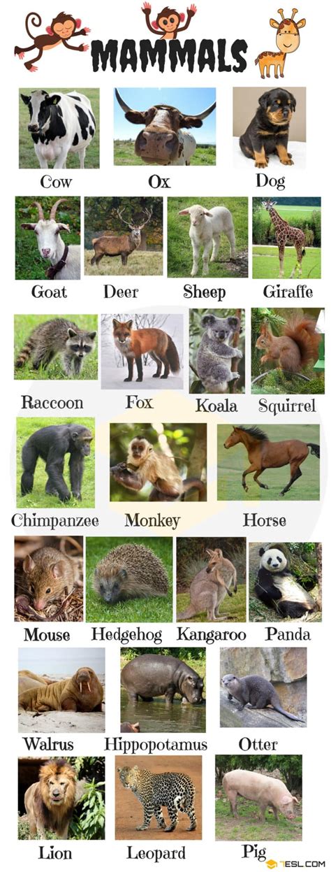 List Of Mammals In English With Pictures 7esl