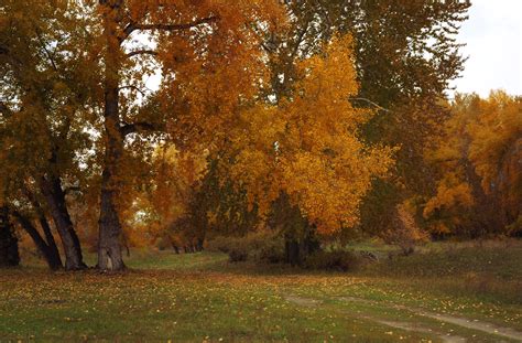 Autumn In The Forest Free Stock Photo Public Domain Pictures