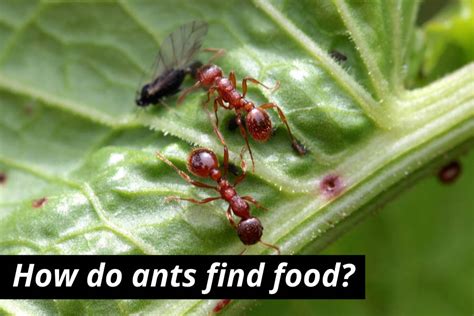 How Do Ants Find Food Scout Ants And Gathering