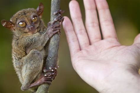 Tarsier The Tiny Philippine Primate Threatened By Tourism