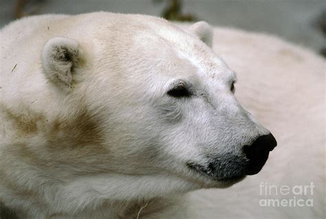 Polar Bear Face Nose Ears Head Photograph By Wernher Krutein Fine