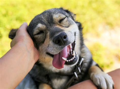 Cómo Saber Si Tu Perro Es Feliz Señales Inequívocas Me Lo Dijo Lola