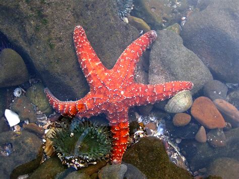 Ochre Sea Star And Anemone Tsoleau Flickr