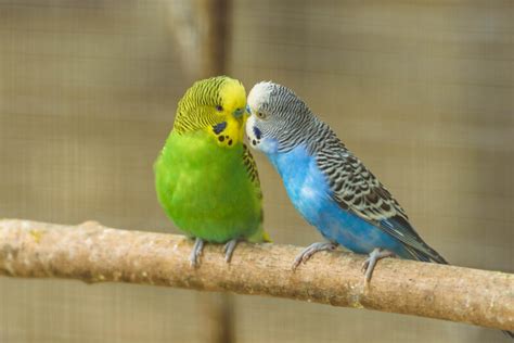 How Long Do Parakeets Live On Average Petsoid