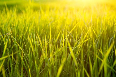 Fresh Green Grass In Sunset Light On Summer Evening Stock Image Image