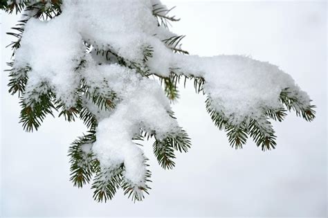 Premium Photo Snow On A Pine Tree Branch