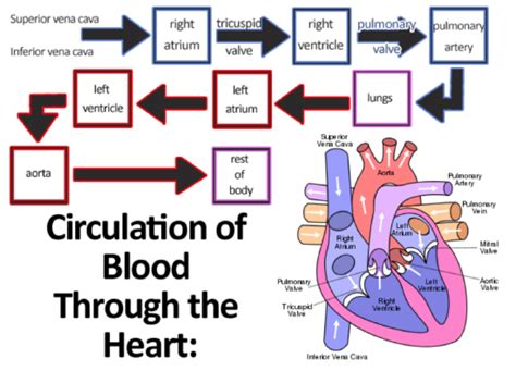173 Heart Biology Libretexts