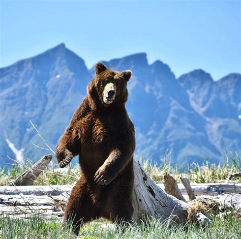 Bear Viewing Tours Kodiak Island Expeditions