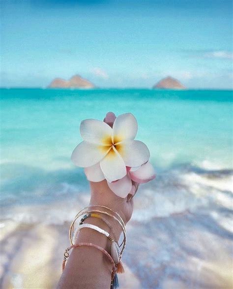 Download and use 30,000+ aesthetic wallpaper stock photos for free. Plumeria | Summer wallpaper, Beach photos, Wallpaper