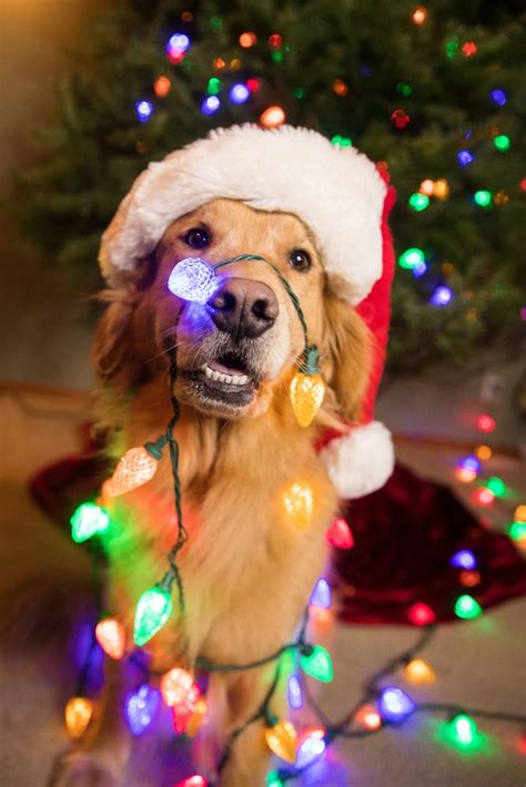 Golden Retriever Dog Wrapped Colorful Christmas Dog Christmas