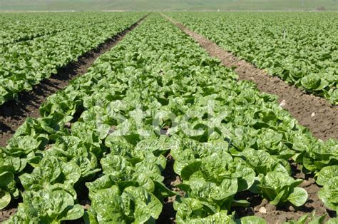 Romaine Lettuce Field Stock Photo Royalty Free Freeimages