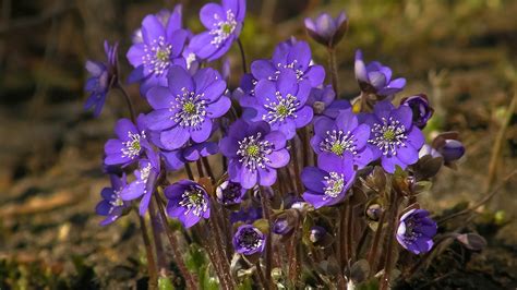 Field Flowers Bloom Wallpaper Hd Flowers 4k Wallpapers Images