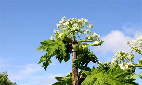 Cow Parsnip Vs Giant Hogweed 5 Key Differences A Z Animals