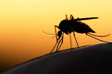 A Long Distance Threat Mosquitos And Diseases Green Pest Services