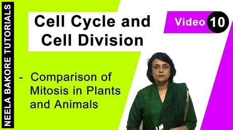 Maybe you would like to learn more about one of these? Cell Cycle & Cell Division - Comparison of Mitosis in ...