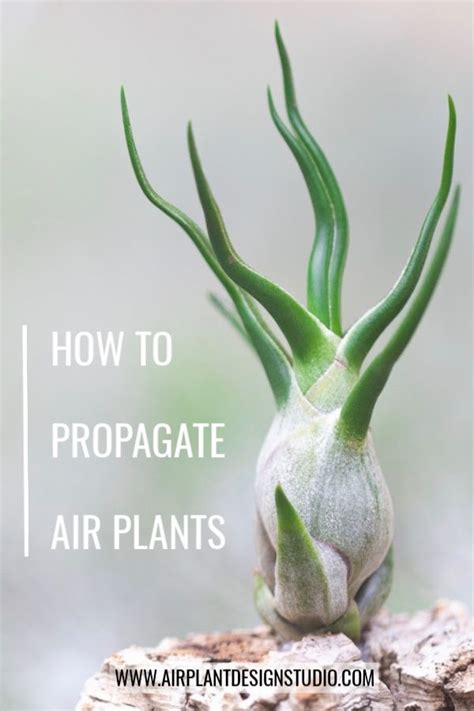 Air Plant Propagation Pups Air Plant Garden Air Plants Care Air