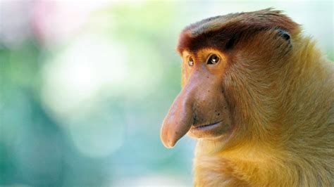 Coming Nose To Nose With The Proboscis Monkeys Of Borneo Jacada Travel