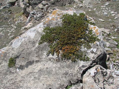 Free Images Tree Rock Leaf Flower Stone Moss Stream Terrain