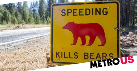 Bear Cub Killed By Car With Grieving Mother Beside It At Yosemite