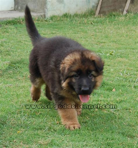 The cheapest offer starts at £800. German Shepherd Puppies for Sale(Kulbir Singh Brar 1)(3462) | Dogs for Sale | Price of Puppies ...
