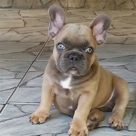 French Bulldog With Bright Blue Eyesi Wish I Could Just Bibbity