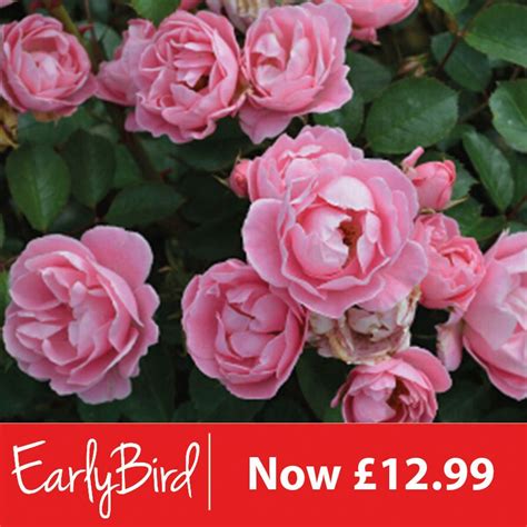 Rosa Surrey Ground Cover 5l Coolings Garden Centre