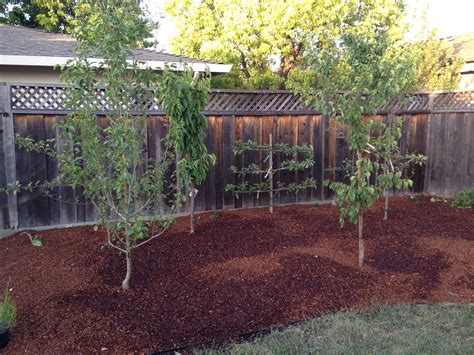 Landscaping Fruit Trees Ill Execute This Out Whenever I Am Able To