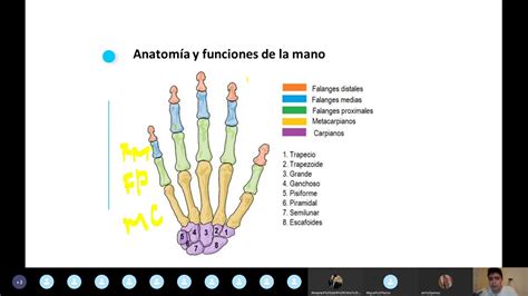 Clase Anatomía Y Funciones De La Mano Lfr A19 Youtube