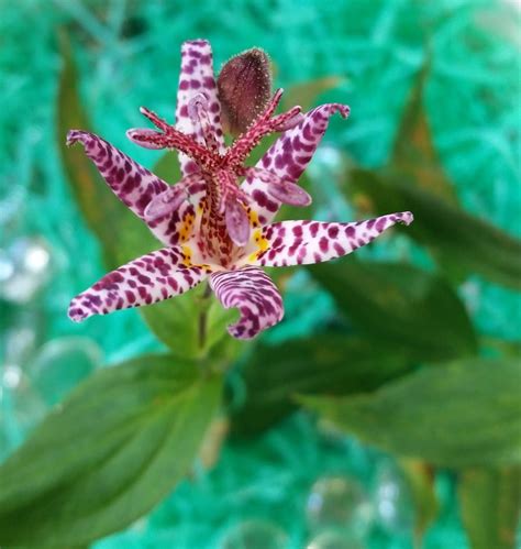 Toad Lilies Plant Care And Collection Of Varieties
