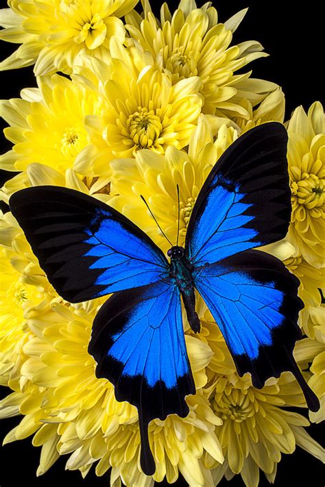 Blue Butterfly On Poms Photograph By Garry Gay