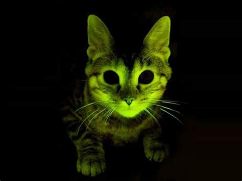 Frankenkitties Scientists Say Glow In Dark Cats May Take Bite Out Of