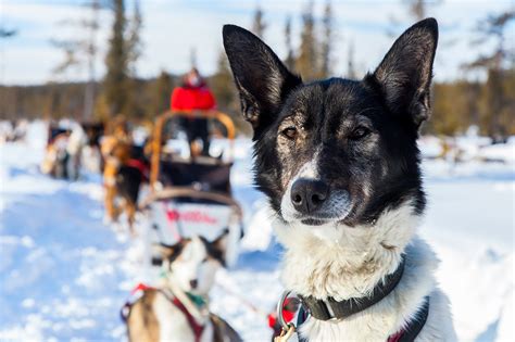 Where To Go On A Dog Sledding Vacation Try Sweden National