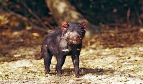 Tasmanian Devils Look Set To Conquer Facial Tumour Disease Australian