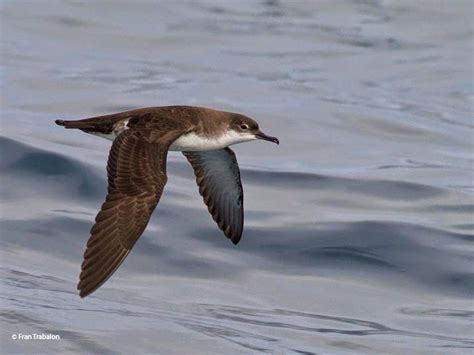 Yelkouan Shearwater Is The 600th Bird Species To Be Admitted To The