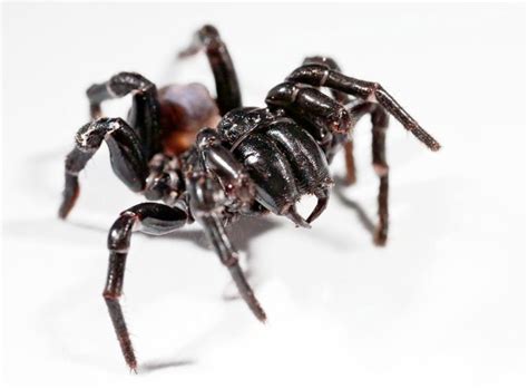 The Sydney Funnel Web Spider Aggressive And Venomous Owlcation