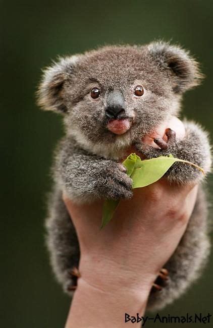 Cute Baby Koala Babykoala Babykoalapictures Babykoalaphotos