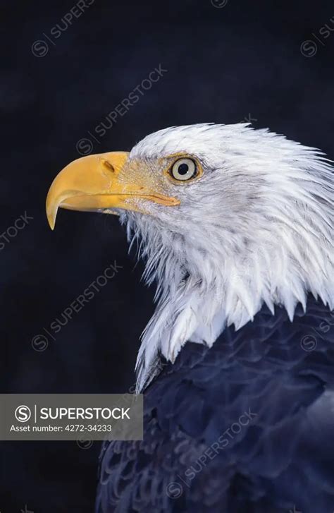 Portrait Of A Bald Eagle At The Alaska Raptor Rehabilitation Centre